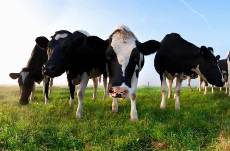 It’s the Cows, Stupid